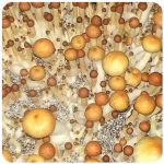 Псилоцибиновые (галлюциногенные)  грибы Psilocybin "Golden Teacher" в Светлогорске