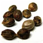 Семена марихуаны АК-47  (Seeds AK-47) в Светлогорске